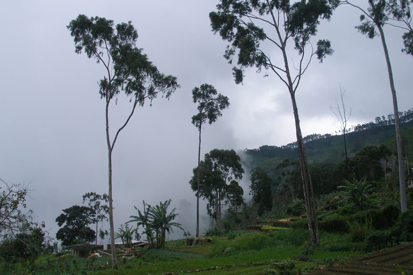 Tea estates in cloud on the hills around Haputale, Sri Lanka