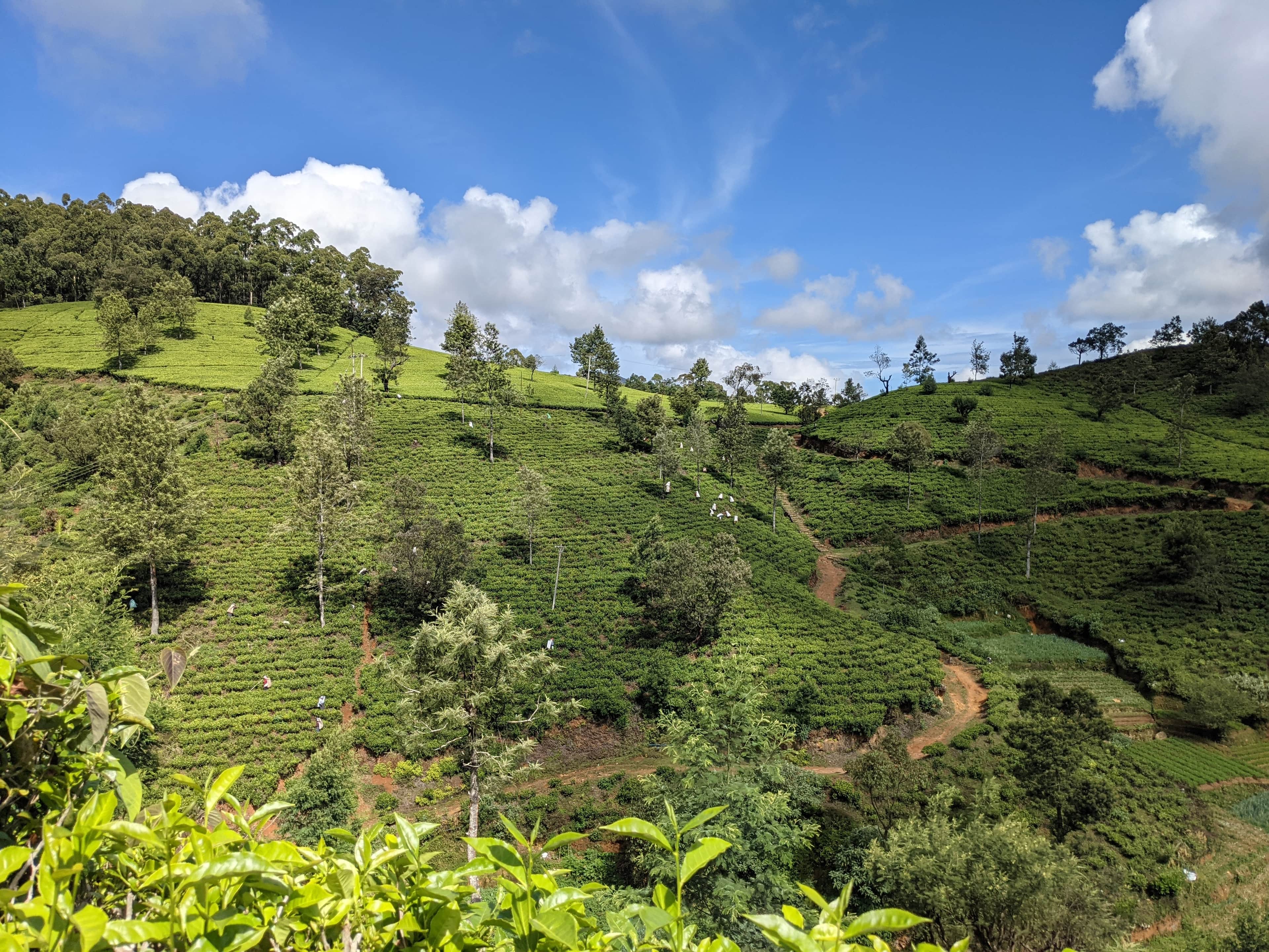 Mist over a tea plantation in the Ella hills